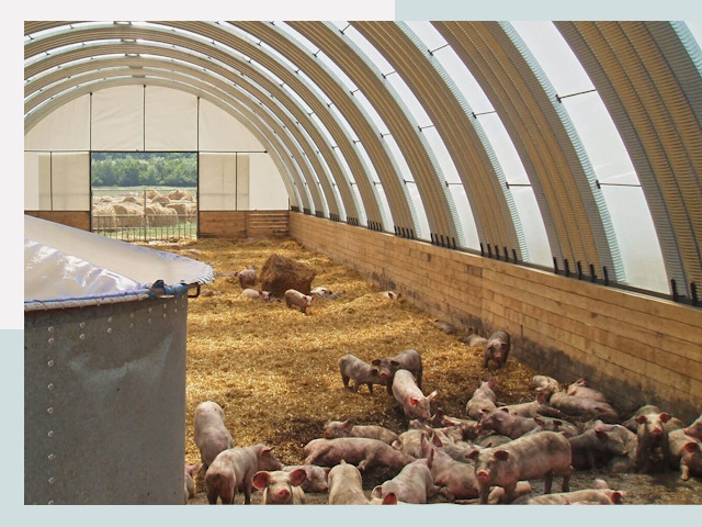 Строительство свинарников в Архангельске